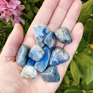 Lapis Lazuli Polished Tumblestone - MAULE & MAULE